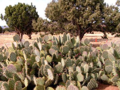 Sedona Cactus Bed