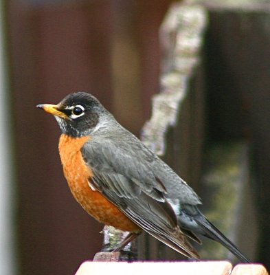 Robin on the fence