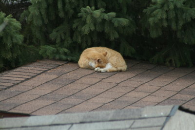 Cat on a hot tin roof....or should I say tiled roof...