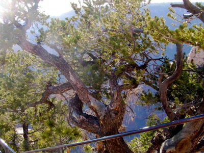 North Rim Tree-Grand Canyon