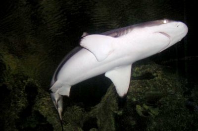 A Shark...in the Shark's Reef...go figure!
