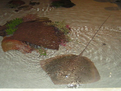 Stingray Tank.....go ahead and pet them