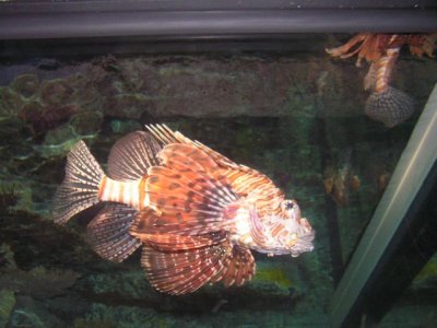 One Ugly Fish