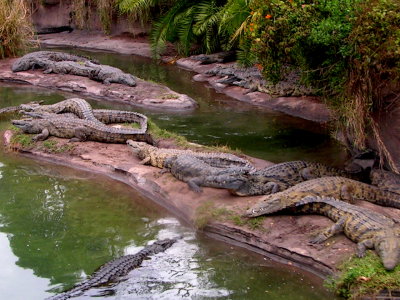 Crocs on the Kilimanjaro Safari