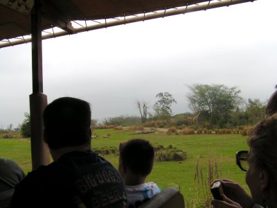 Giraffes feeding