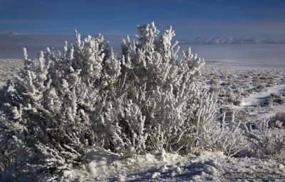 Freezing Fog and Hoar Frost