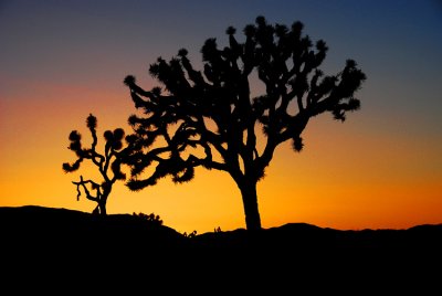 Joshua Trees in Silhouette