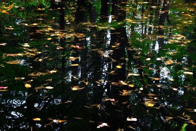 Leaves on the Pond