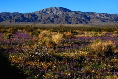 Fields of Lupine