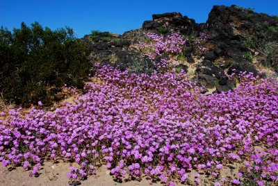 Vibrant Verbena Pink and Lava Black