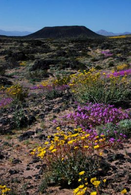 Bouquets of Flowers