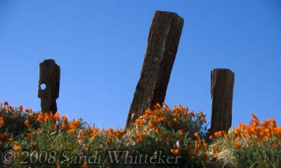 Poppies and Posts