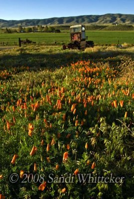 Pretty Poppies Seeking Experienced Tractor, for Fun in the Sun