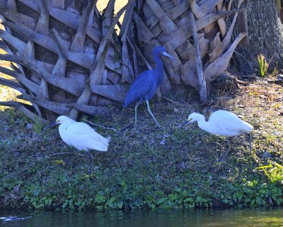 Egret2.jpg