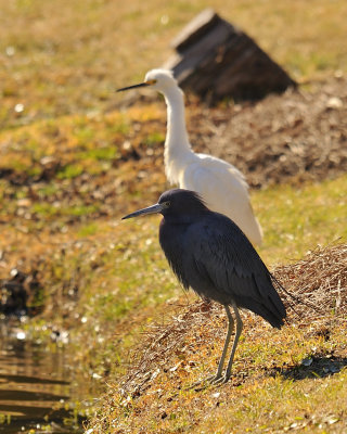 Egret3.jpg