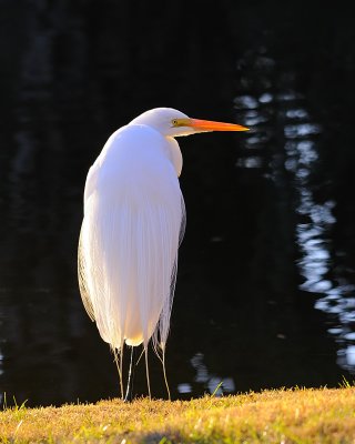 Egrets and Herons of SC