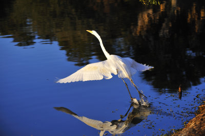 Egret7.jpg