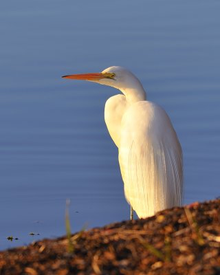 Egret8.jpg