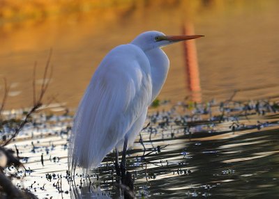 Egret10.jpg