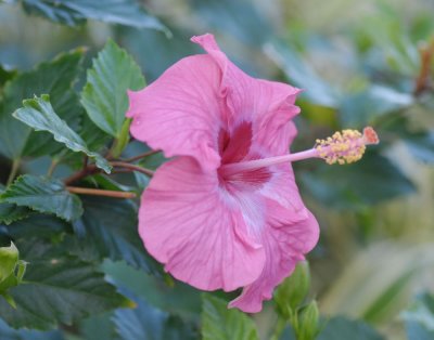 MauiFlowers1.jpg