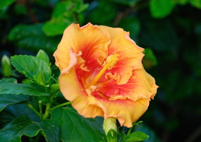 MauiFlowers2.jpg