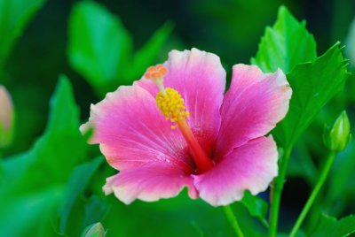MauiFlowers3.jpg