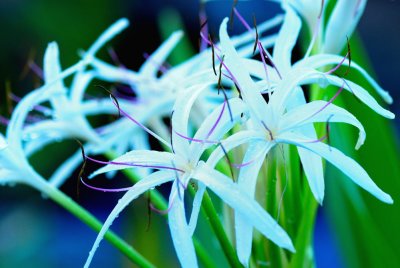 MauiFlowers4.jpg