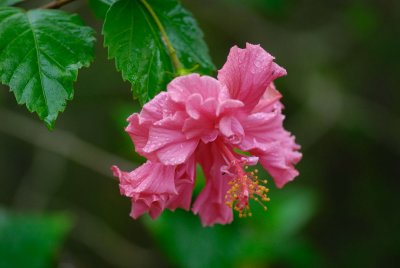MauiFlowers6.jpg