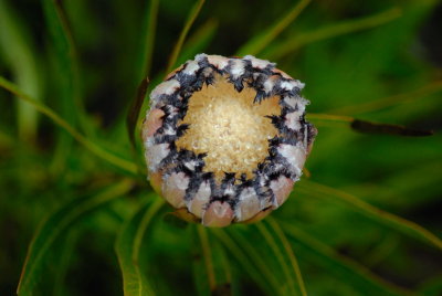 MauiFlowers7.jpg