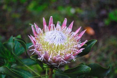 MauiFlowers8.jpg