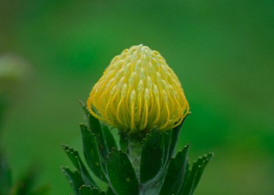 MauiFlowers9.jpg