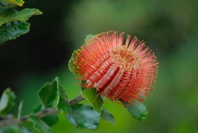 MauiFlowers10.jpg