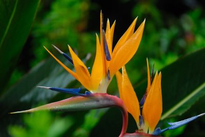 MauiFlowers11.jpg