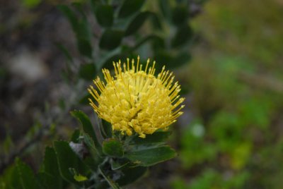 flowers_of_maui