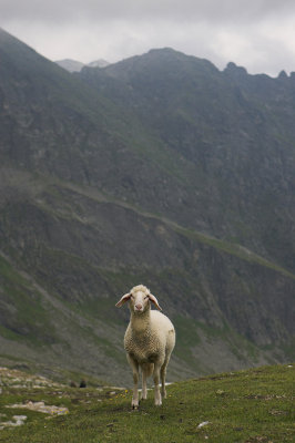 lonely sheep