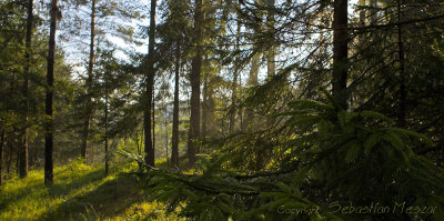 tree vs light