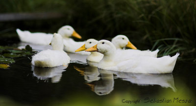 crossing ducks