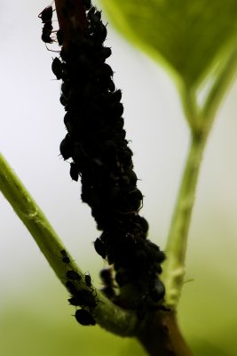 ants vs greenfly