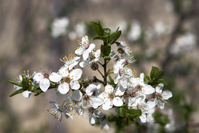 cherry blossom