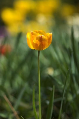 tulip