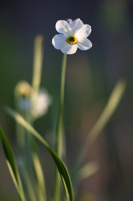 narcissus