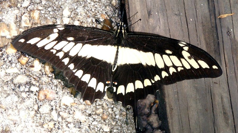 Majestic Giant Swallowtail.JPG
