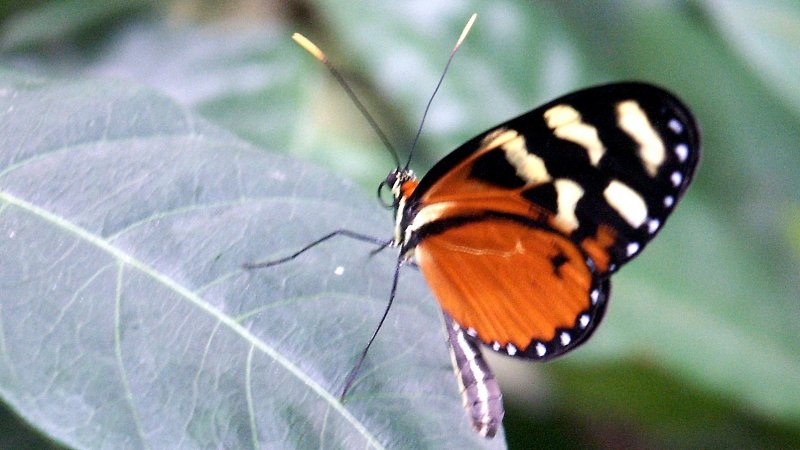 Tiger Longwing.JPG