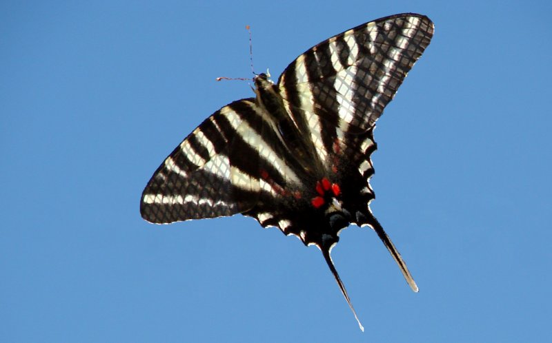 Zebra Swallowtail (Eurytides marcellus)