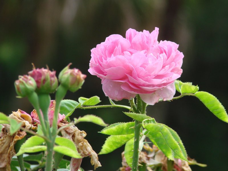 Roses 022.jpg