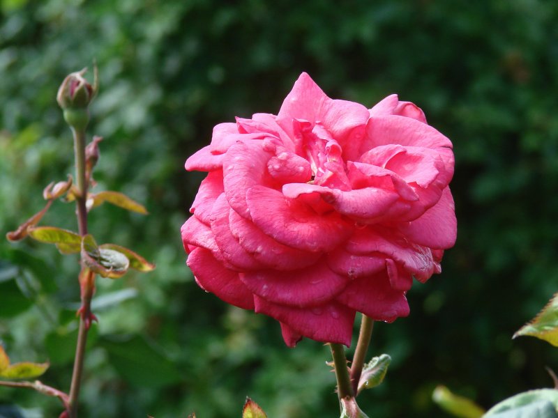 Roses 030.jpg