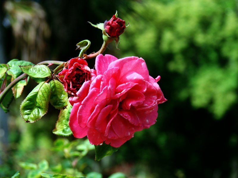 Roses 031.jpg