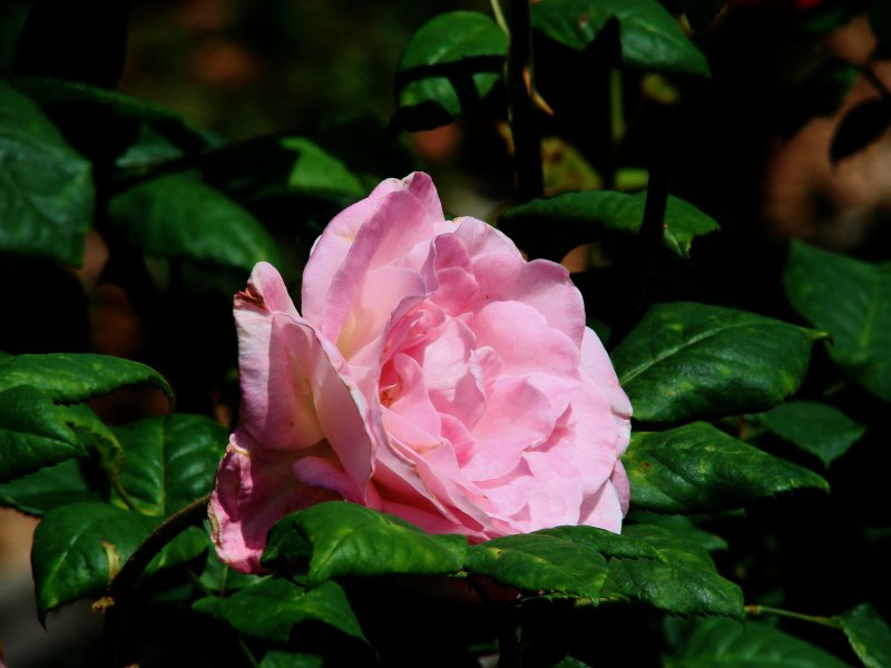 Roses 038.jpg