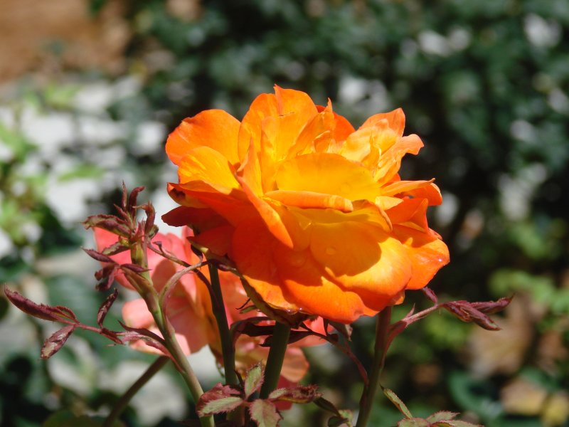 Roses 041.jpg