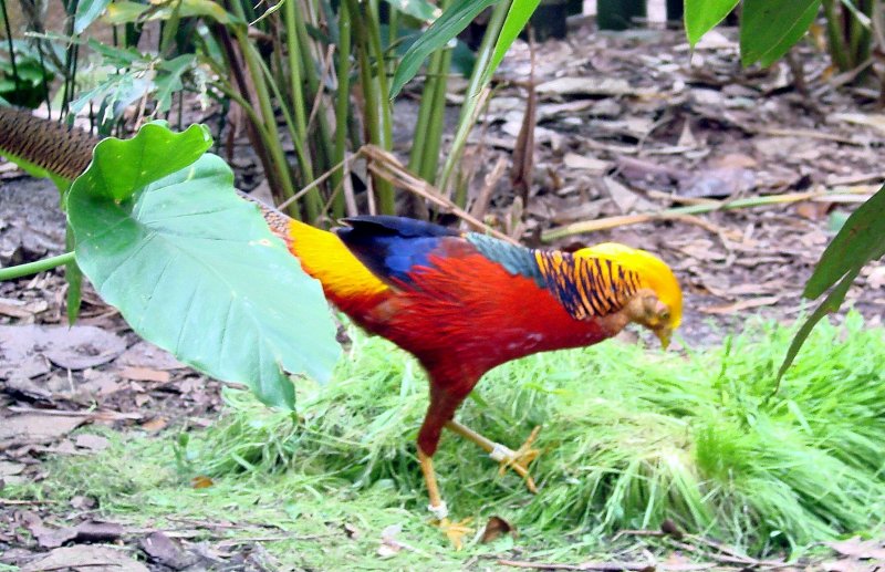 Golden Pheasant.jpg